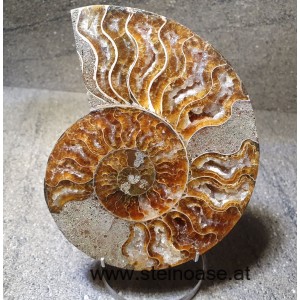 Ammonite Nr.2 - rechts